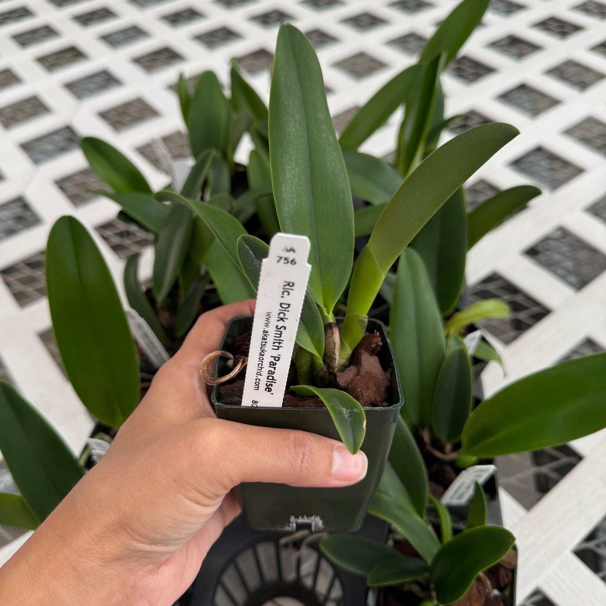 Rlc. Dick Smith 'Paradise' (Starter-2.75