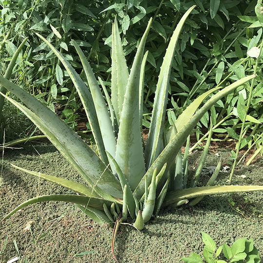 ALOHAS｜宮古島のアロエベラ商品ネットショップ＆カフェ