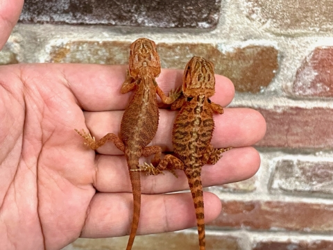 フトアゴヒゲトカゲの販売を開始しました | CSMアクア(古代魚・両生類