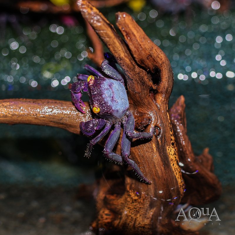 Purple Arm Vampire Crab (Geosesarma bogorensis) - Aqua Imports