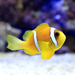 超クマノミ大図鑑 | AQUALASSIC