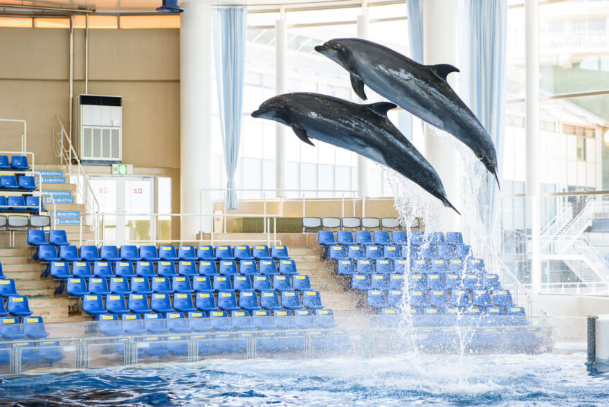 イルカ・アシカオーシャンライブ 3月12日(木)よりリニューアル