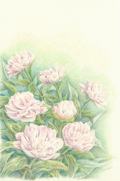 芍薬」 by 千秋｜Artmeter｜暮らしを彩るアートが、きっと見つかる