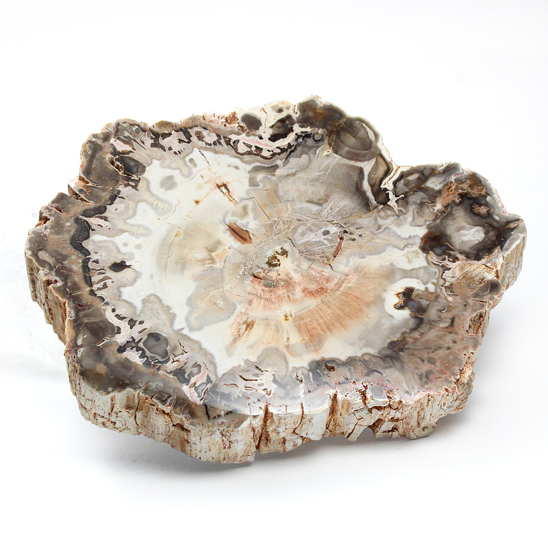 マダガスカル産ペトリファイドウッド（珪化木）磨き-007│水晶