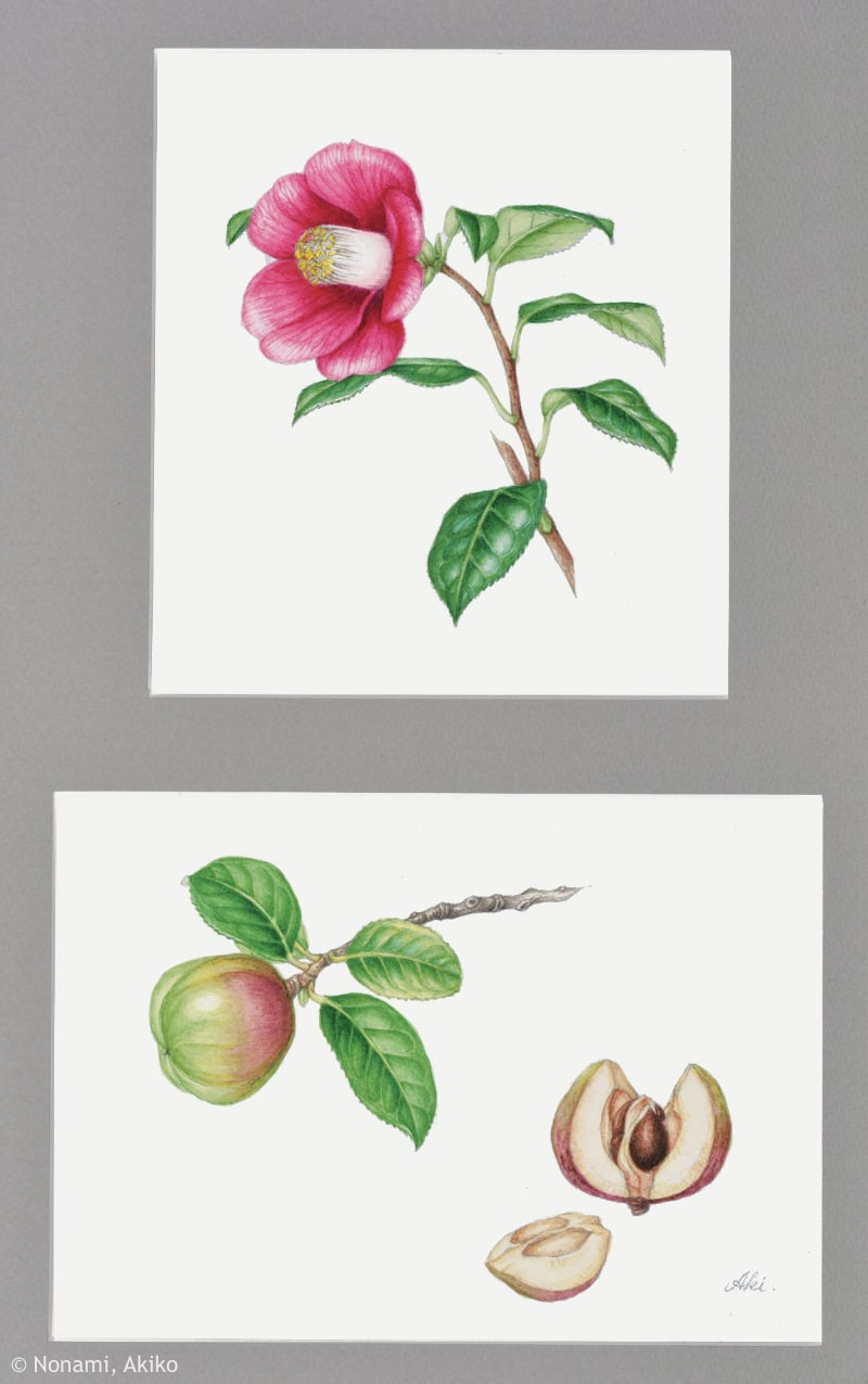 野浪章子 Nonami, Akiko - ギャラリー：日本植物画倶楽部