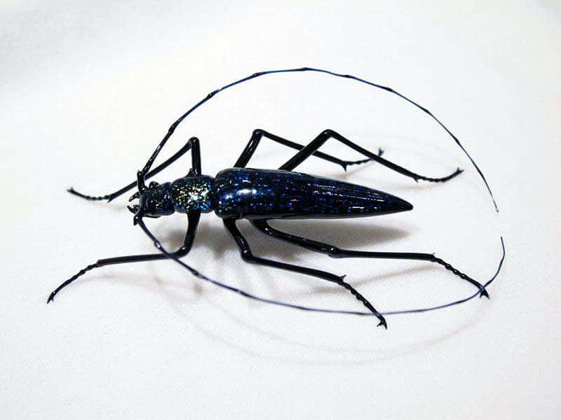 ヴィットリオ・コスタンティーニの世界 －ガラスの宝石 鳥・昆虫・魚が