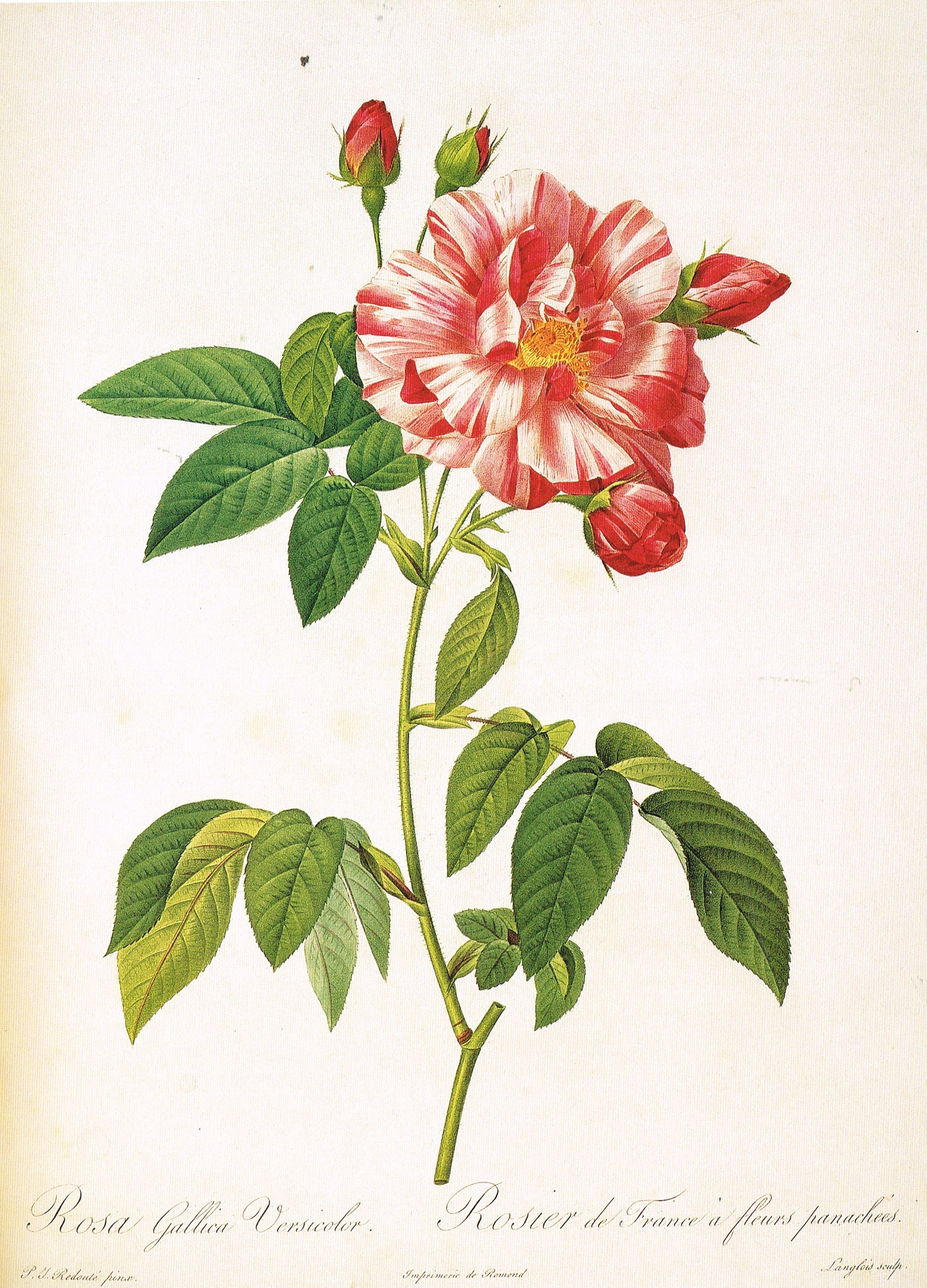 French Rose Versicolor Needlepoint Canvas by Redoute - The Art