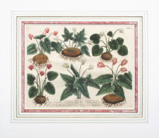 ヴァインマン「薬用植物図譜」