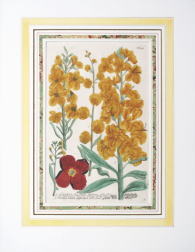 ヴァインマン「薬用植物図譜」