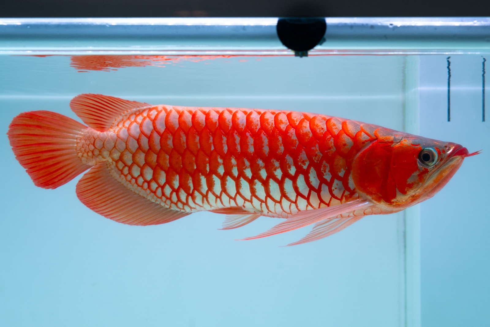 新作ハンドメイド 41cmアロワナ フィギュア レプリカ 熱帯魚 レッド