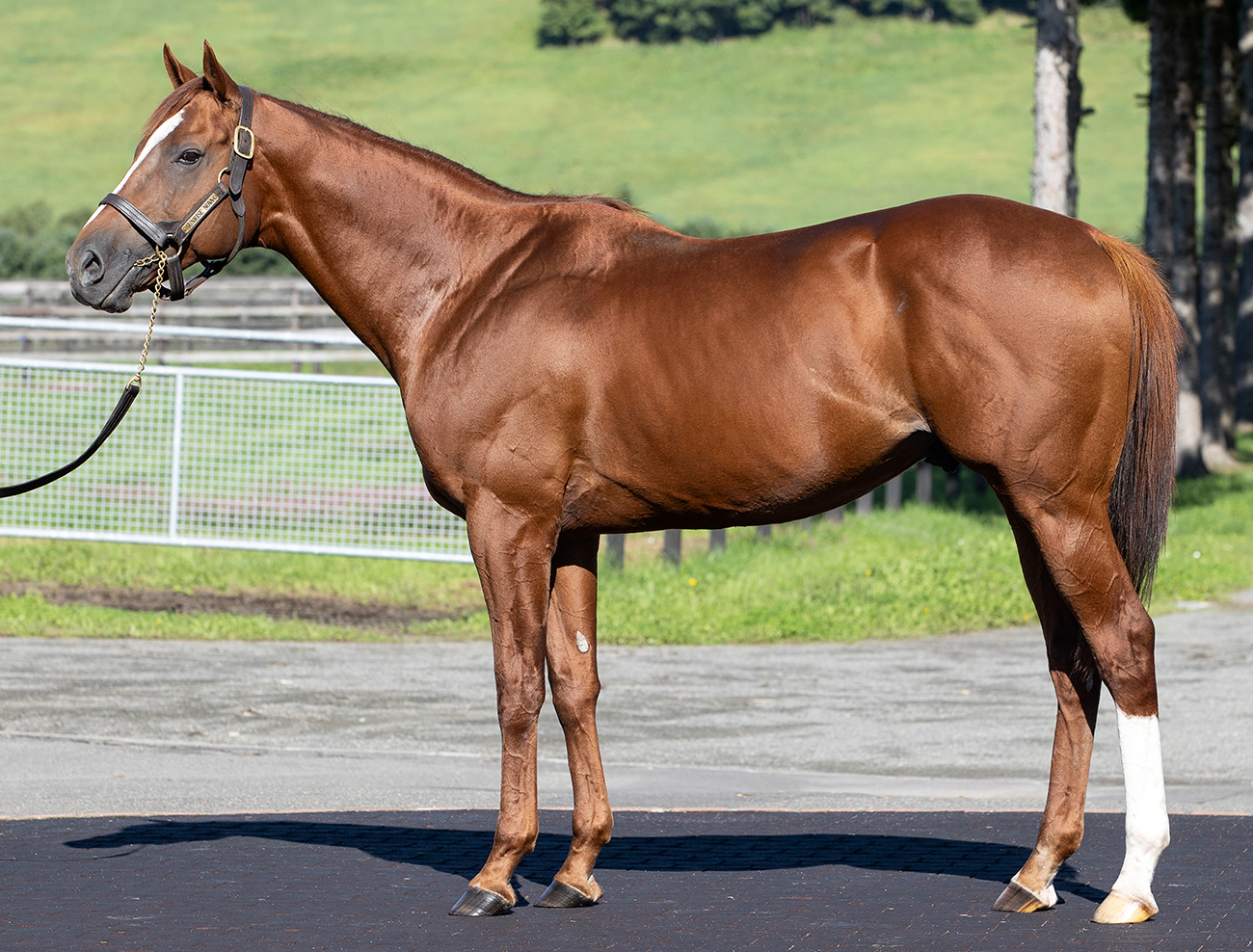 種牡馬一覧｜アロースタッド