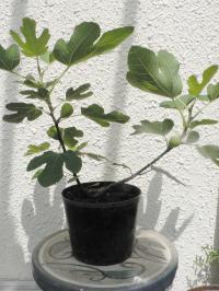 イチジクを育てよう｜取木で発根【図解】 | 切るを楽しむ | アルス