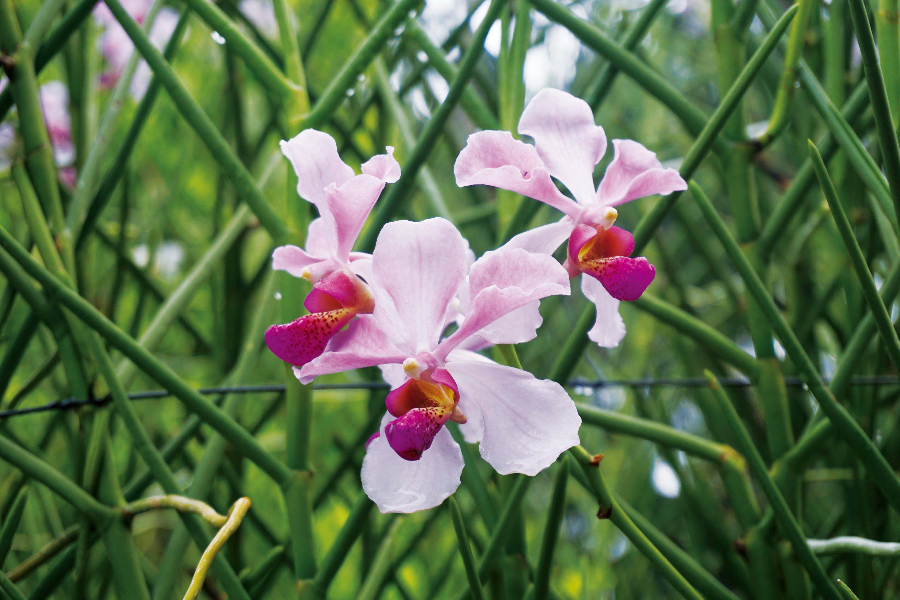 世界の市場で存在感を発揮 シンガポールを鮮やかに彩る国花「ラン