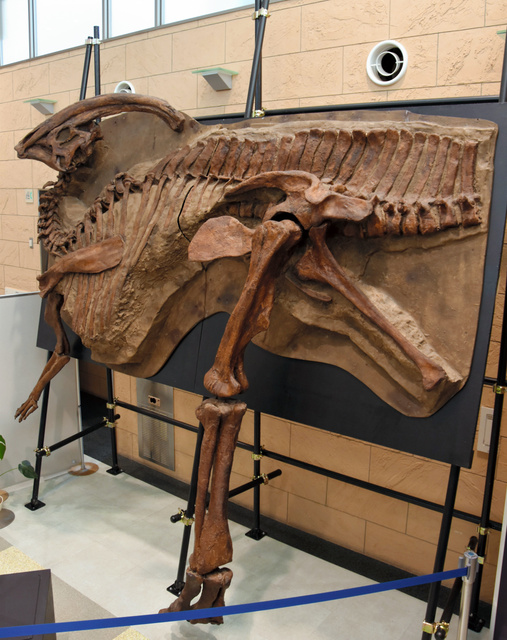 鹿児島）新発見の化石 新骨格標本と展示 15日から [鹿児島県]：朝日新聞