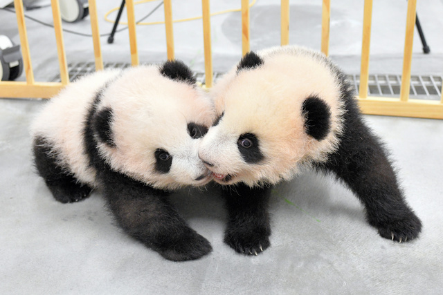 体重が7キロに、歩き方も上手になってるよ 上野の双子パンダ [東京都