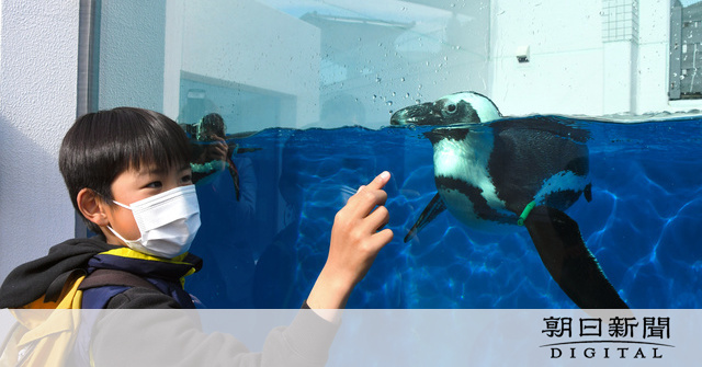 ペンギン戻ってきた 四国水族館、4カ月ぶり展示再開 [香川県]：朝日新聞