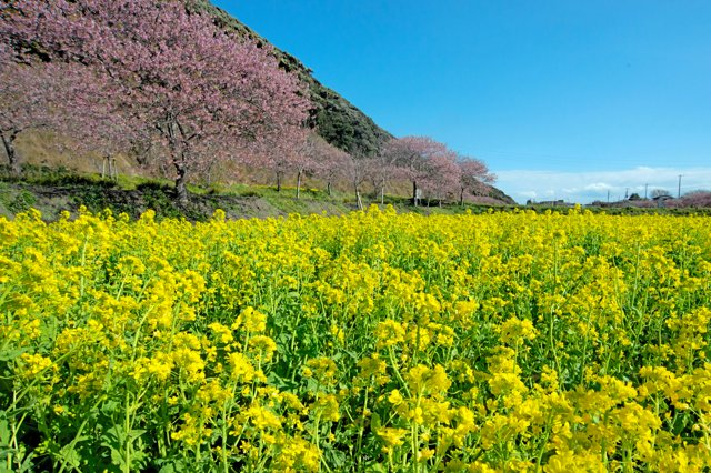 河津桜と菜の花が競演 旭市の蛇園出清水地区で [千葉県]：朝日新聞