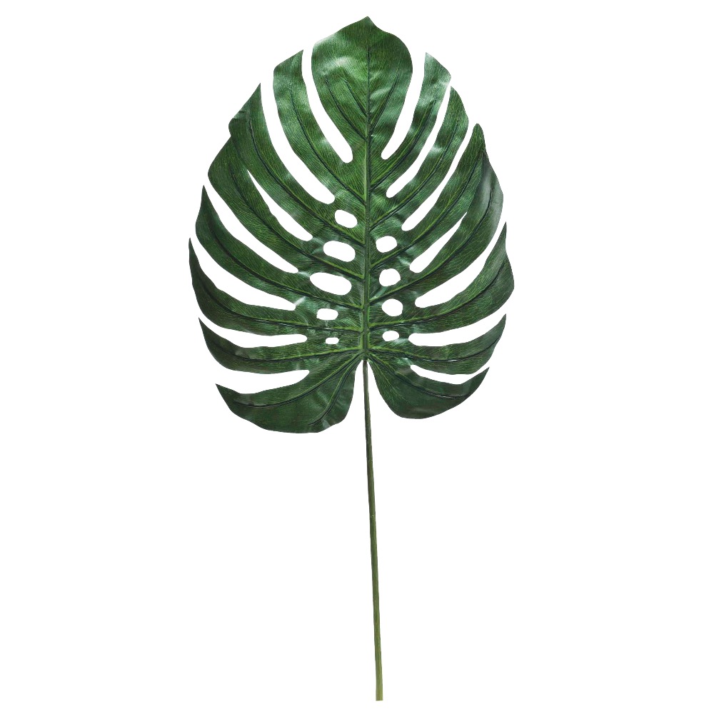 モンステラ｜商品案内｜株式会社アスカ商会