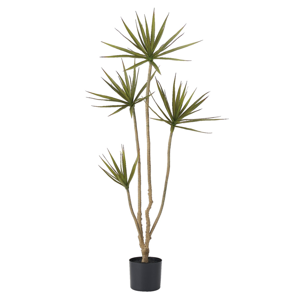 ドラセナ（ポット付）｜商品案内｜株式会社アスカ商会