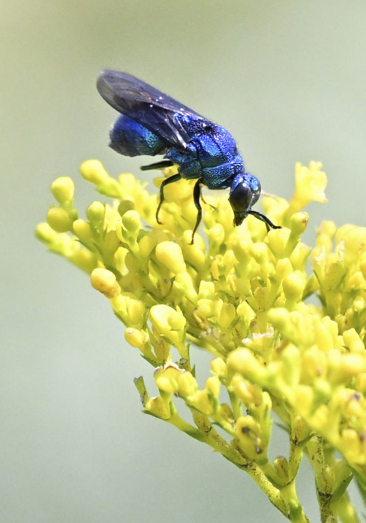 幸せ運ぶ？青いハチ 浜松・フラワーパークで人気｜静岡新聞DIGITAL