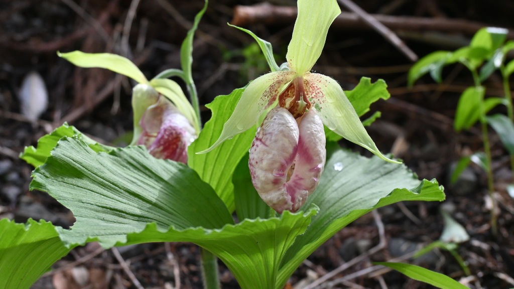 クリーム色に紫模様の花…希少な山野草「クマガイソウ」 掛川・倉真で