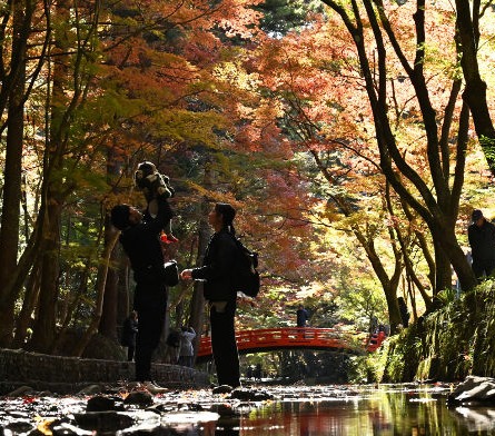晩秋を染める“千本紅葉”見頃 森町・小国神社｜静岡新聞DIGITAL 静岡県