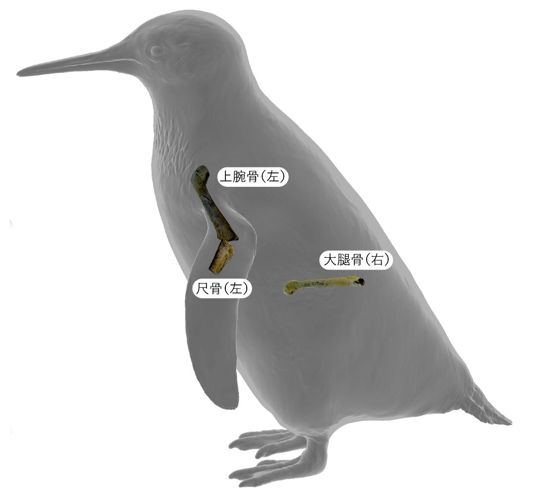 岡山理科大学】最古・最小級のペンギン化石は新種と判明 | 学校法人