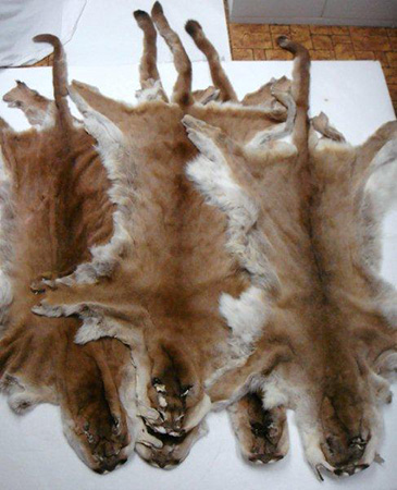 ピューマ（マウンテンライオン）| 毛皮 | 剥製の製作・直売・レンタル