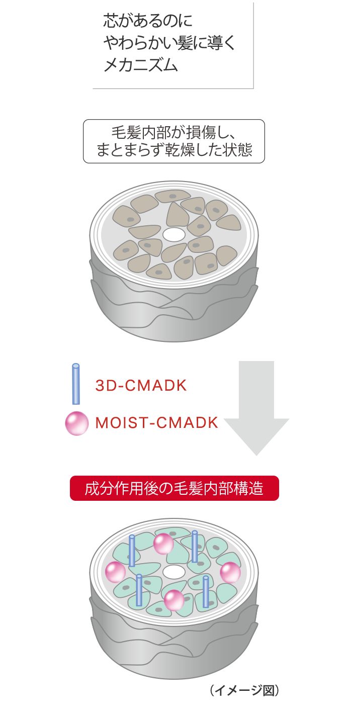 アルティール(ALTIELL) 毛髪弾力効果 | Aujua(オージュア)
