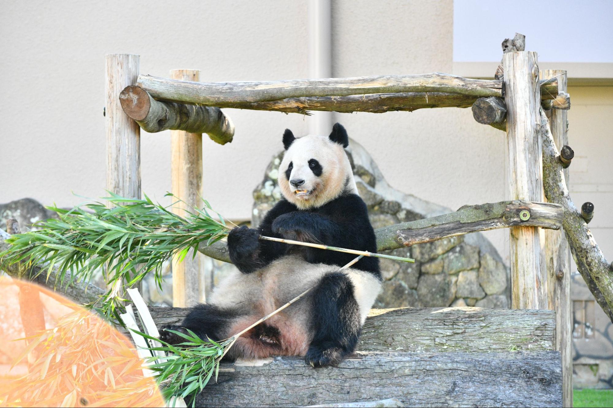 ジャイアントパンダ4頭 「良浜」「結浜」「彩浜」「楓浜」がまもなく