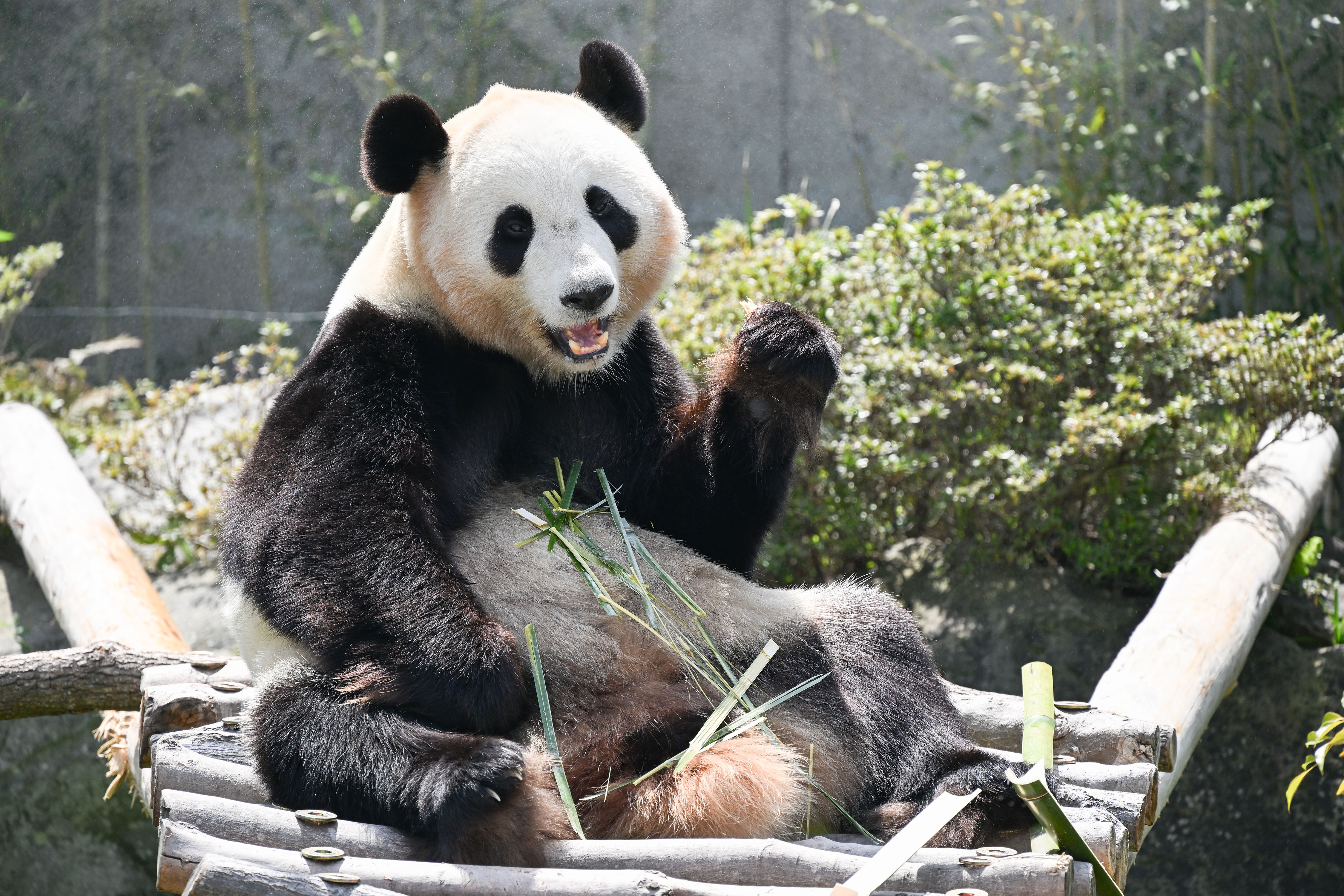 ジャイアントパンダ4頭 「良浜」「結浜」「彩浜」「楓浜」がまもなく