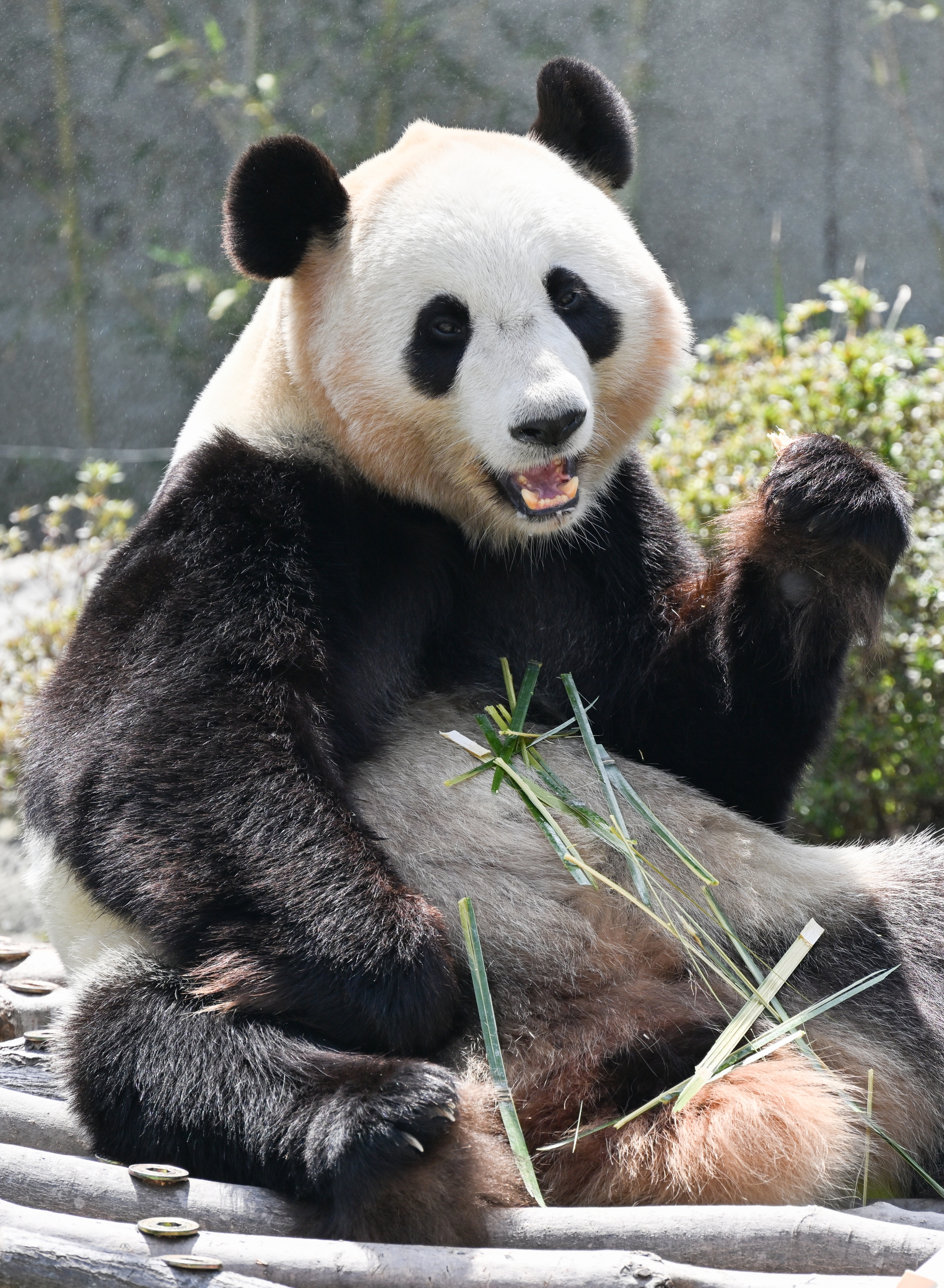 ありがとう！パンダファミリー｜今だから伝えたい、パンダたちへの31年