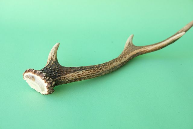 デコール用二ホンジカの角mini・小鹿 - 流木素材市場 阿波遊木