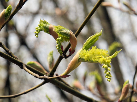 ウリハダカエデ (Acer rufinerve)