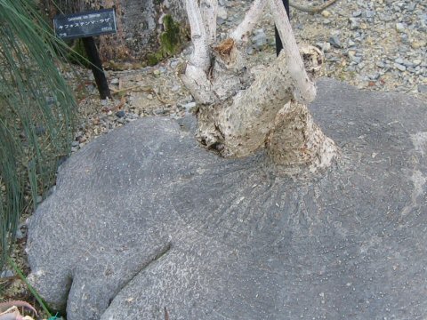 キフォステンマ・エレファントプス (Cyphostemma elephantopus)