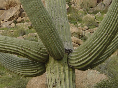 ベンケイチュウ (Carnegiea gigantea)