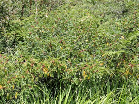 ミヤマウメモドキ (Ilex nipponica)