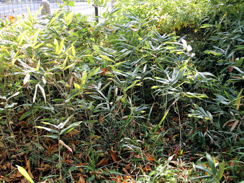 スエコザサ (Sasaella ramosa var. suwekoana)