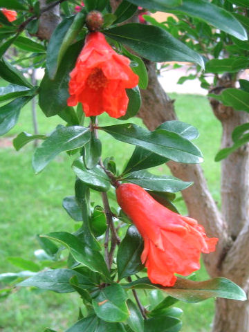 ザクロ (Punica granatum)