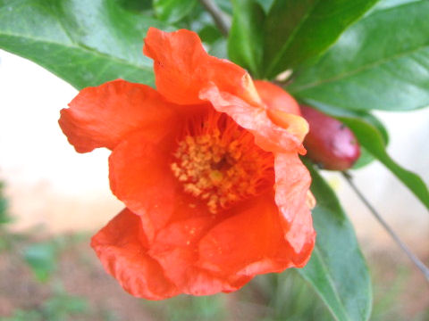 ザクロ (Punica granatum)