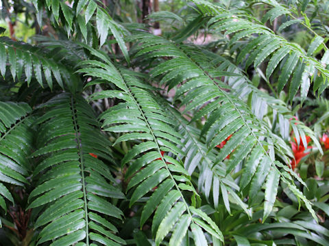 リュウビンタイ (Angiopteris lygodiifolia)