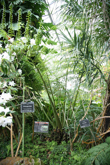 リュウビンタイ (Angiopteris lygodiifolia)