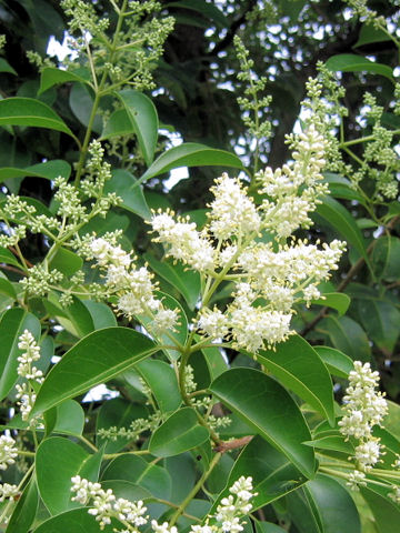 トウネズミモチ (Ligustrum lucidum)