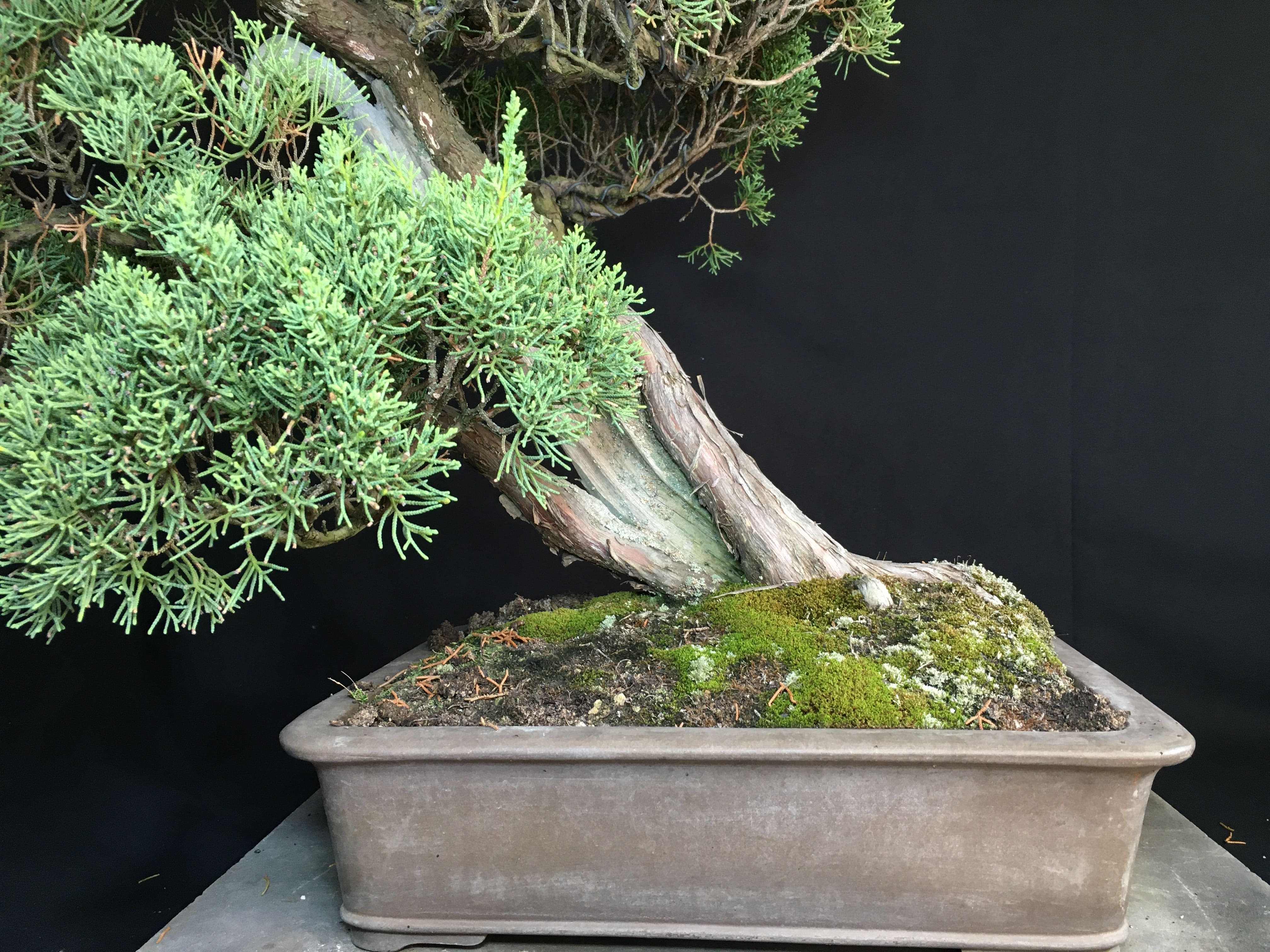 高級盆栽販売の盆栽.com / 糸魚川真柏