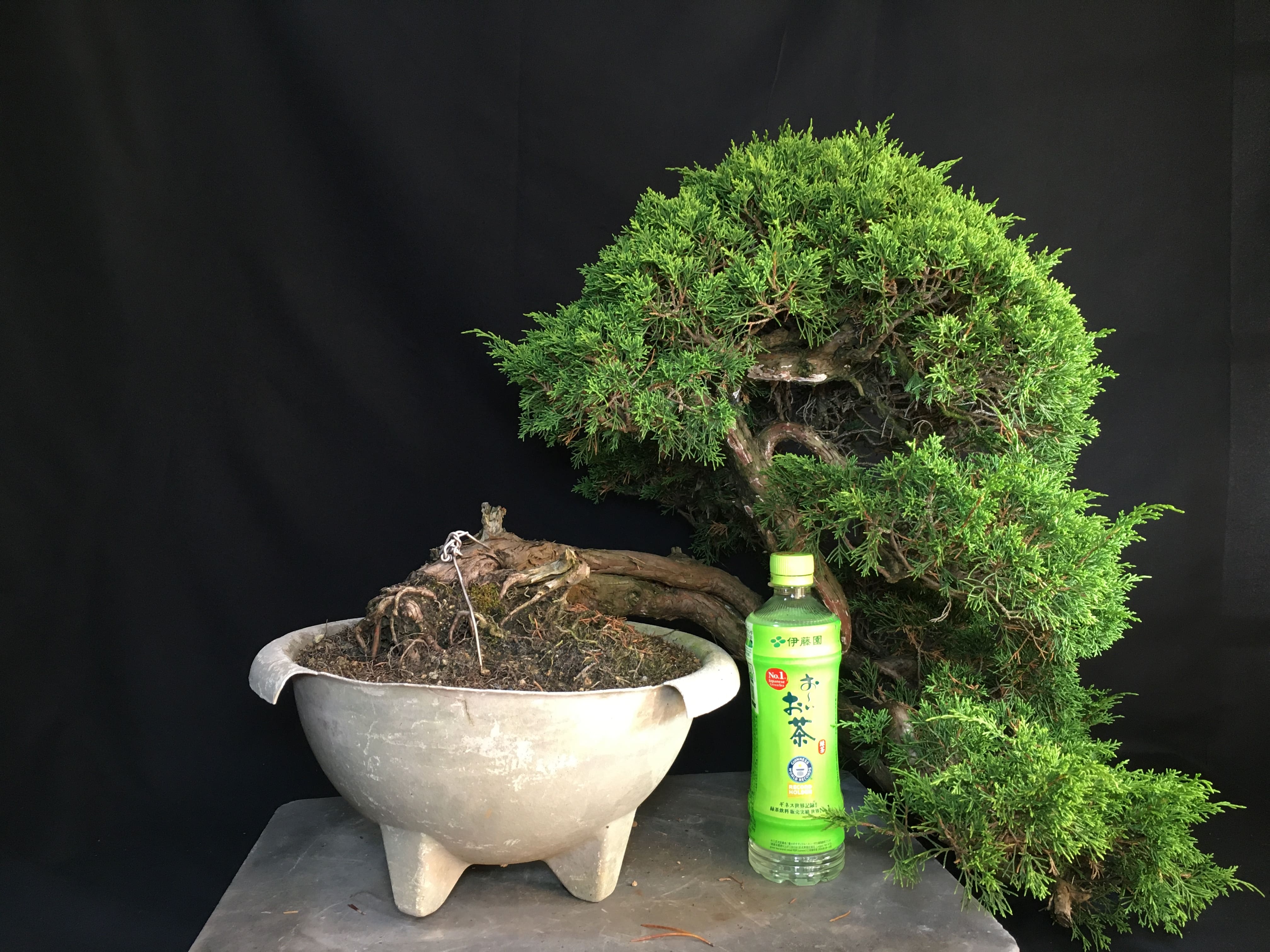 高級盆栽販売の盆栽.com / 糸魚川真柏