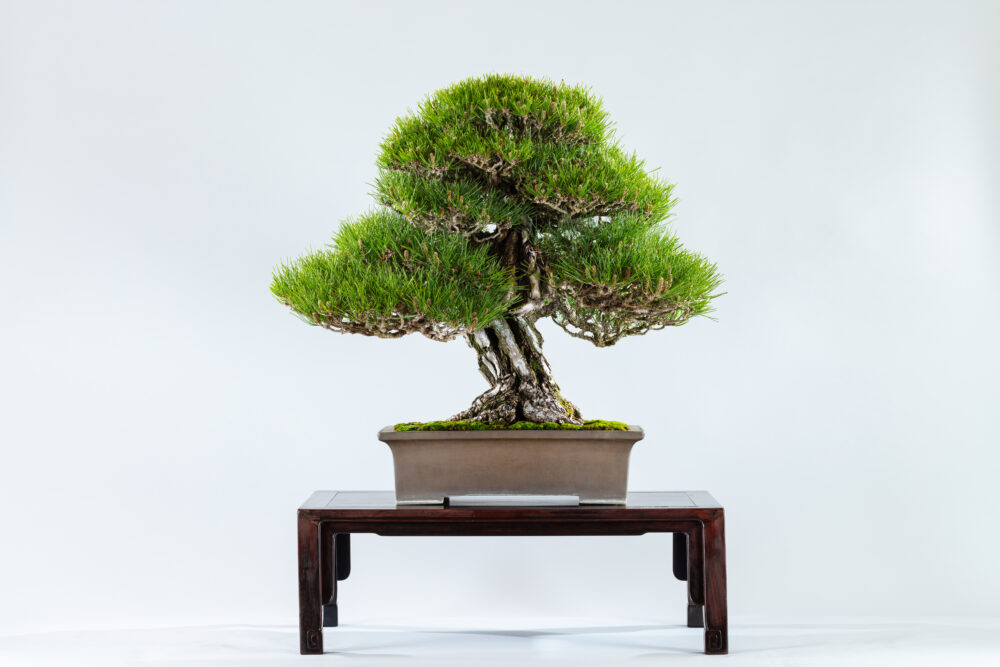 さいたま市大宮盆栽美術館