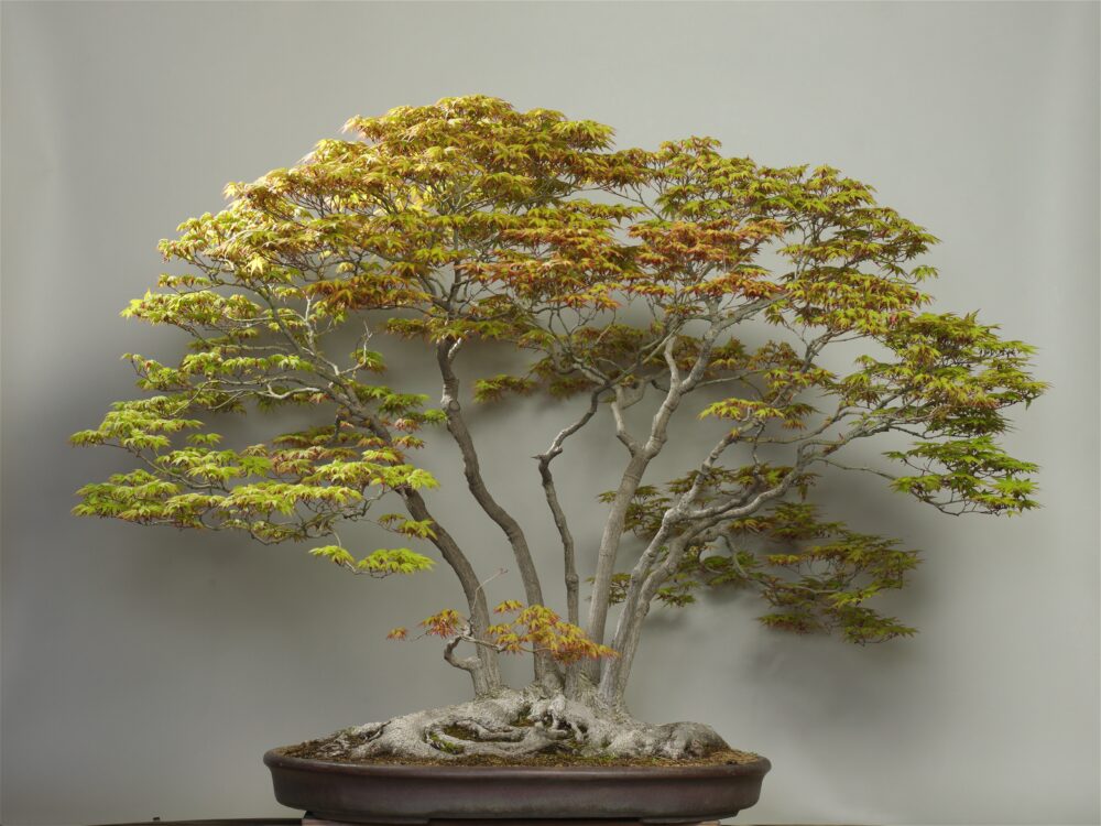 さいたま市大宮盆栽美術館