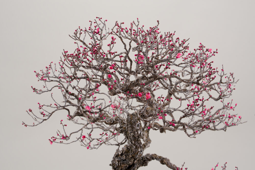 さいたま市大宮盆栽美術館