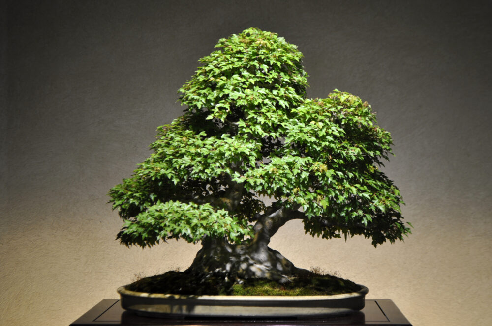 さいたま市大宮盆栽美術館