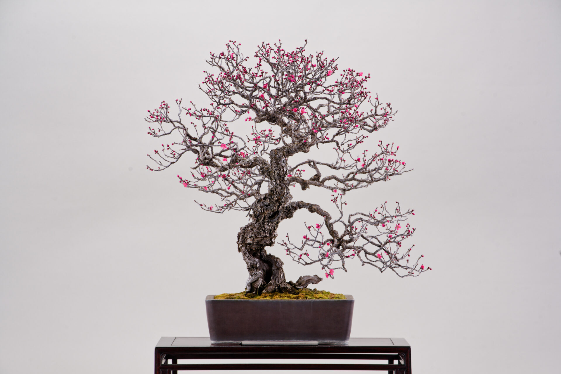 さいたま市大宮盆栽美術館